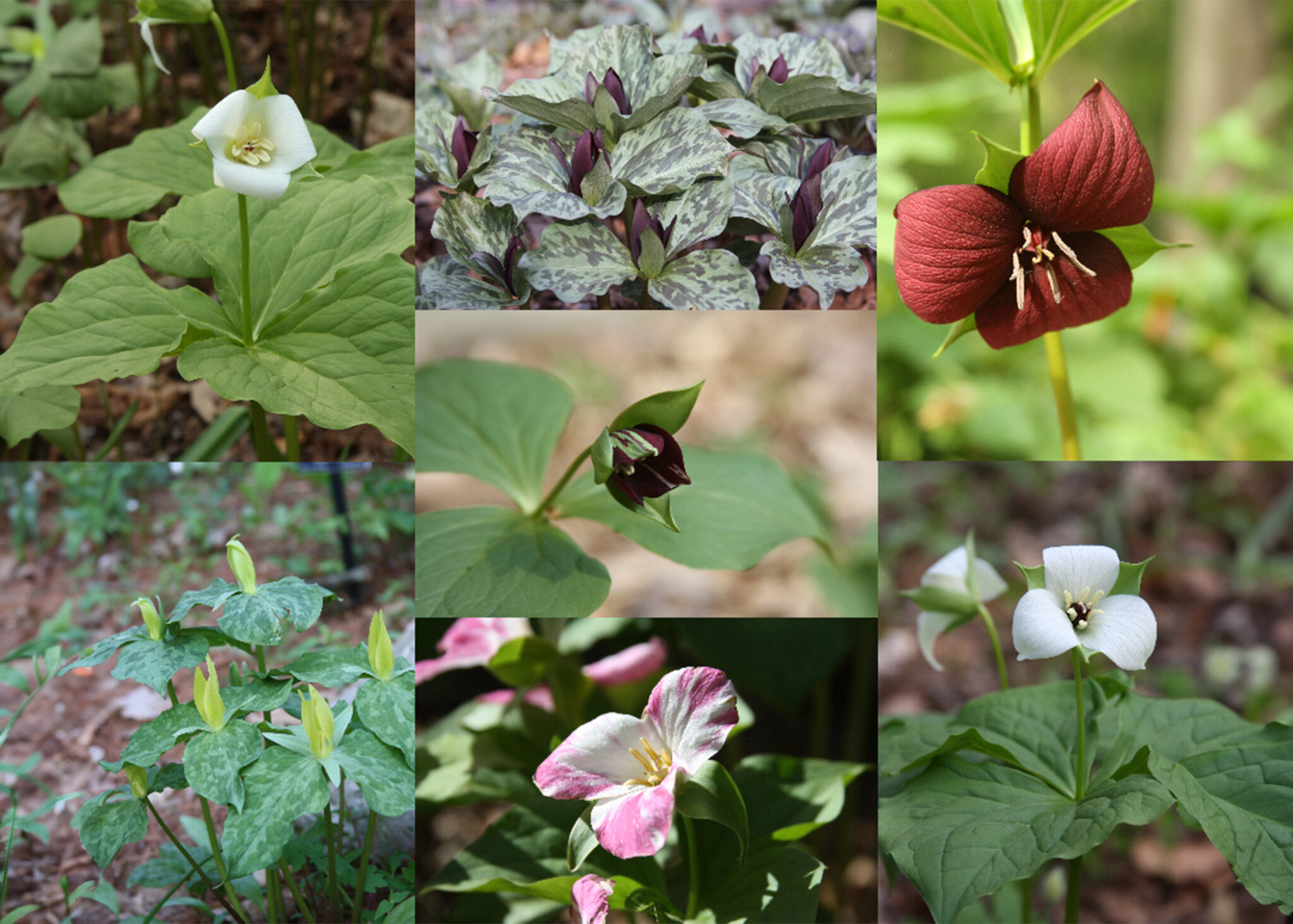 Celebrate Trillium Week at Garden in the Woods » MetroWest Boston ...