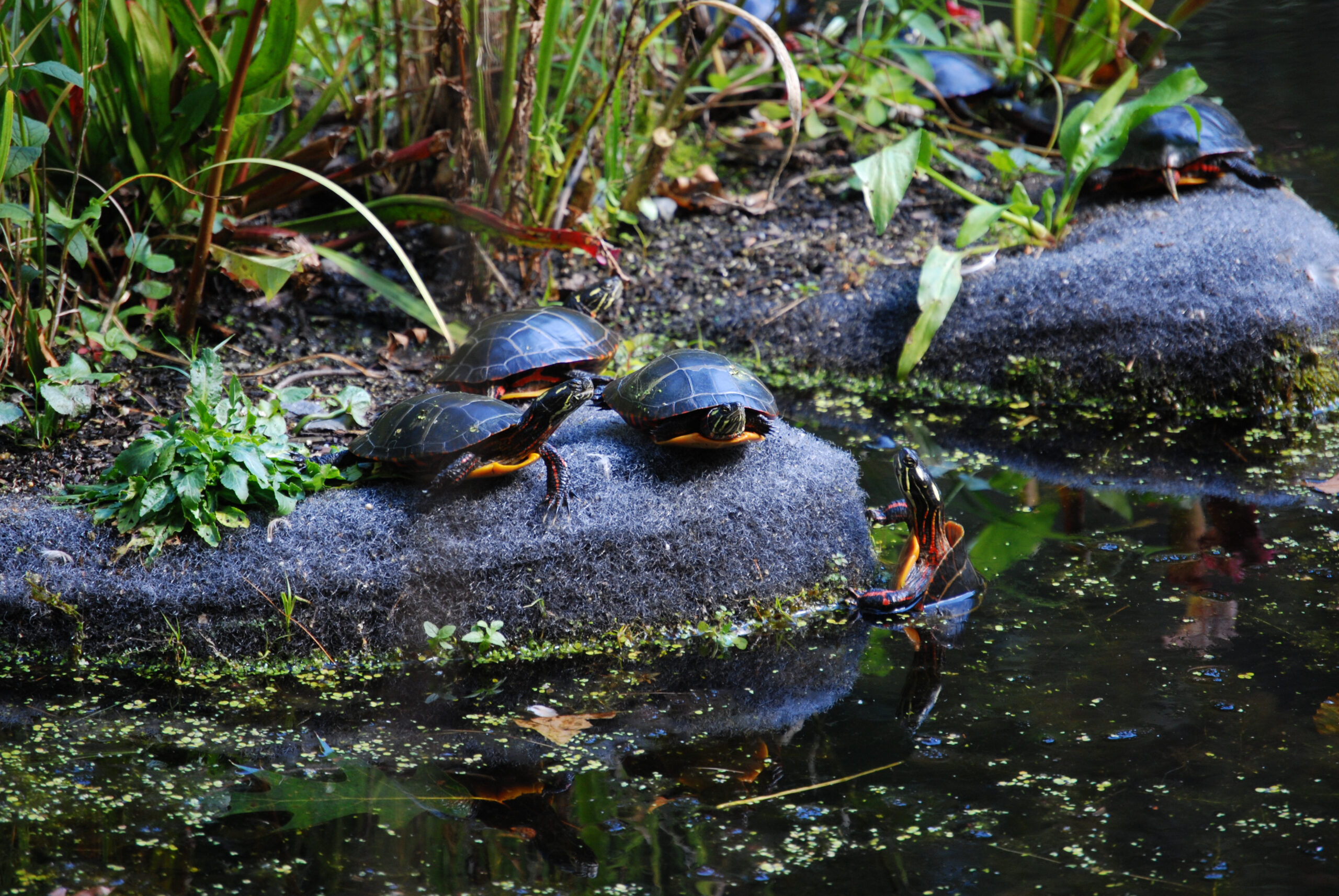 Turtles on floating islands in Lily Pond, Garden in the Woods, (c) New England Wild Flower Society, S.Ziglar