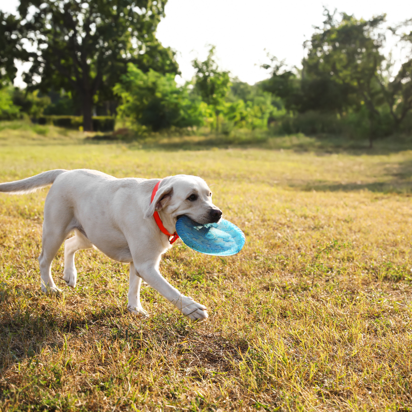 Dog Park Frisbee